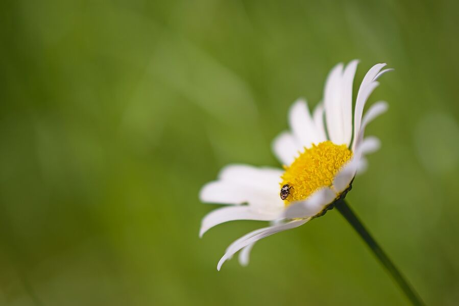 sortie-nature-reserve-naturelle-nationale-bassee-gouaix-provins