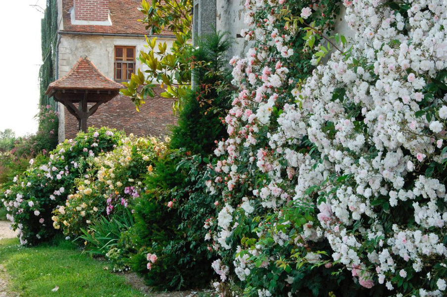 mur-de-roses