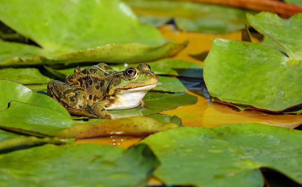 amphibiens-reserve-naturelle-bassee-provins-2019