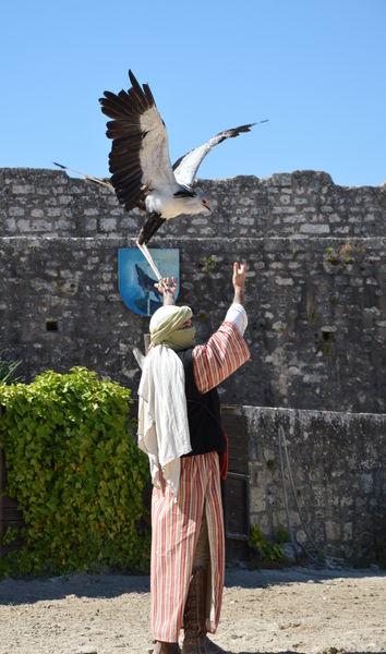 provins-spectacle-aigles-remparts-(c)-S.-Danis