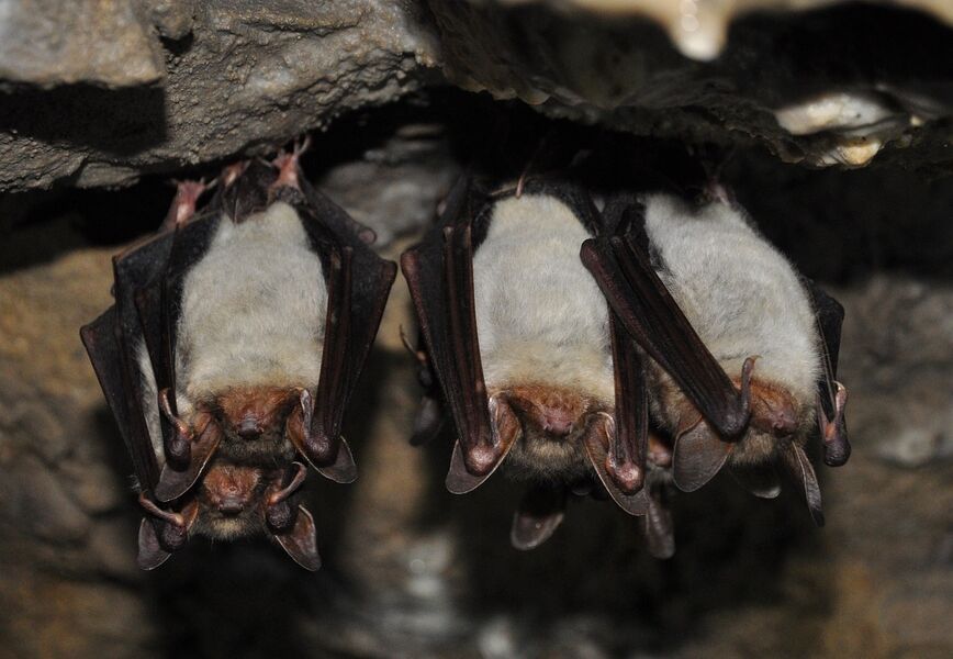 nuit-chauve-souris-reserve-naturelle-gouaix-provins