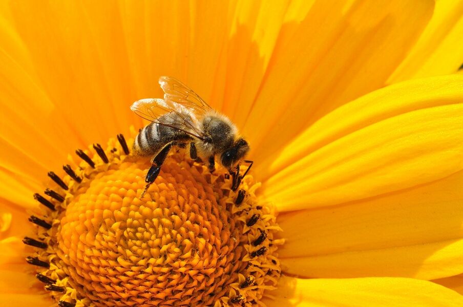 insecte-pollinisateur-reserve-naturelle-bassee-gouaix-provins