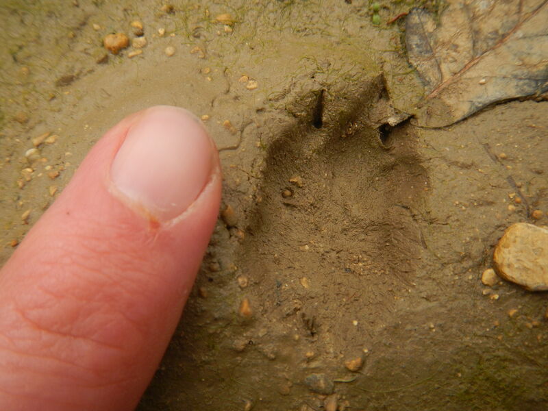 traces-indices-reserve-naturelle-gouaix-provins