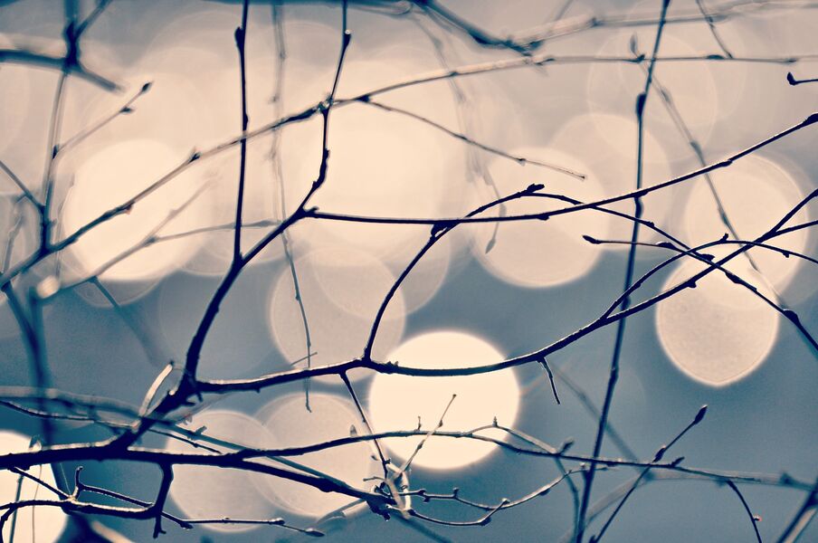 hiver-sortie-reserve-naturelle-bassee-gouaix-provins