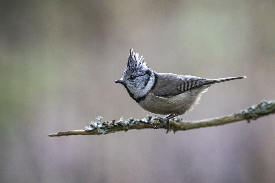 formations-oiseaux-reserve-naturelle-bassee-gouaix-provins