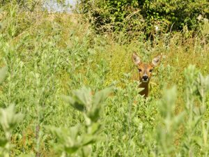 Réserve Naturelle Nationale de la Bassée, proche de Provins