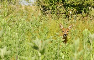 Réserve Naturelle Nationale de la Bassée, proche de Provins