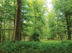 Le parcours du chêne des Ronceaux, randonnée pédestre dans le Provinois, région de Provins