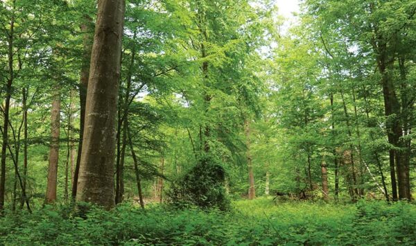 The Ronceaux oak circuit, hiking in the Provinois, Provins region The Ronceaux oak circuit, hiking in the Provinois, Provins region