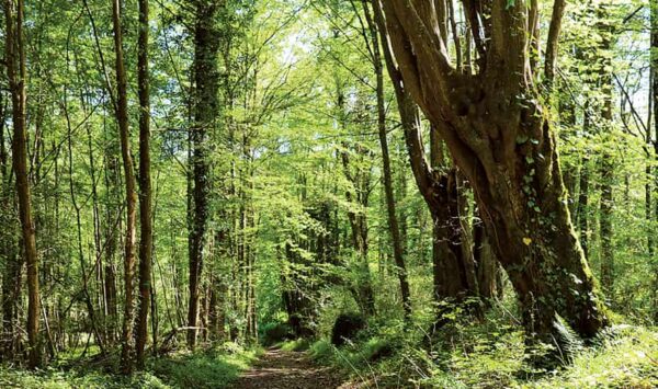 Les « tocards » de Boitron, randonnée pédestre dans la Vallée des 2 Morin, région de Provins Les « tocards » de Boitron, randonnée pédestre dans la Vallée des 2 Morin, région de Provins