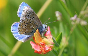 Biodiversité en Brie des Morin, site internet et inventaire de la biodiversité dans le périmètre des Vallées des 2 Morin, au nord de Provins !